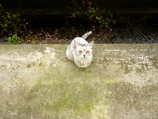 窓辺にやってくる猫たち_d0366590_16160768.jpg