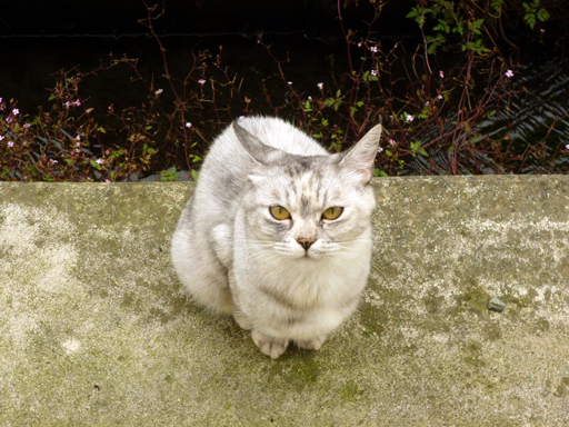 窓辺にやってくる猫たち_d0366590_16160774.jpg
