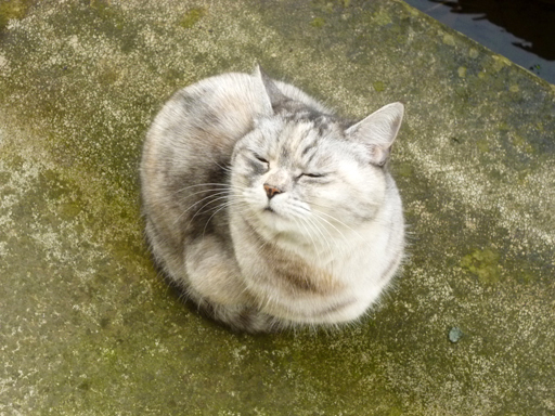 窓辺にやってくる猫たち_d0366590_16292292.jpg