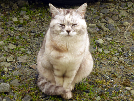 窓辺にやってくる猫たち_d0366590_16312305.jpg