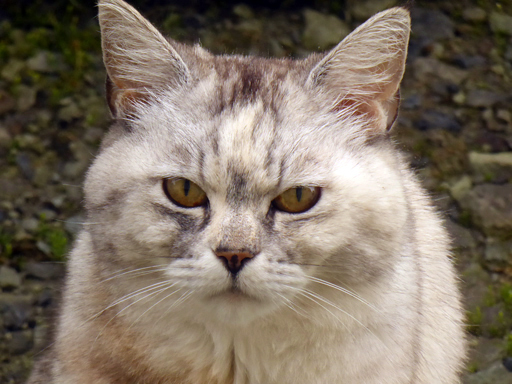 窓辺にやってくる猫たち_d0366590_16312318.jpg