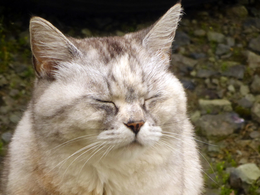 窓辺にやってくる猫たち_d0366590_16312372.jpg