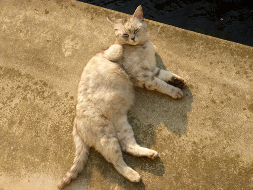 窓辺にやってくる猫たち_d0366590_16370690.jpg
