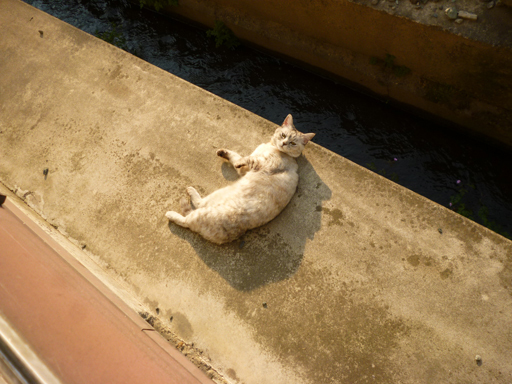 窓辺にやってくる猫たち_d0366590_16370736.jpg