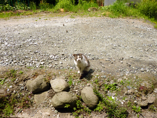 窓辺にやってくる猫たち_d0366590_16412762.jpg
