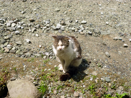 窓辺にやってくる猫たち_d0366590_16412772.jpg