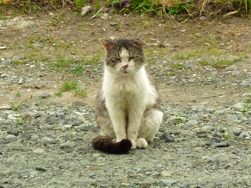 窓辺にやってくる猫たち_d0366590_16450203.jpg