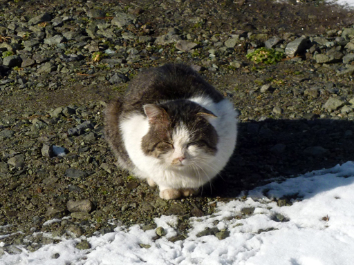 窓辺にやってくる猫たち_d0366590_16450349.jpg