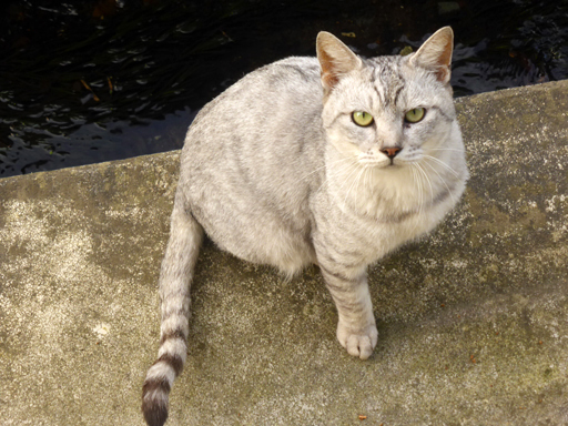 窓辺にやってくる猫たち_d0366590_16532955.jpg