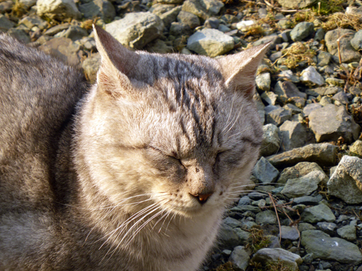 窓辺にやってくる猫たち_d0366590_17000445.jpg