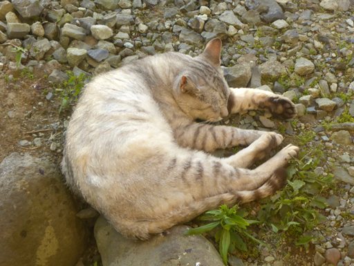 窓辺にやってくる猫たち_d0366590_17000463.jpg