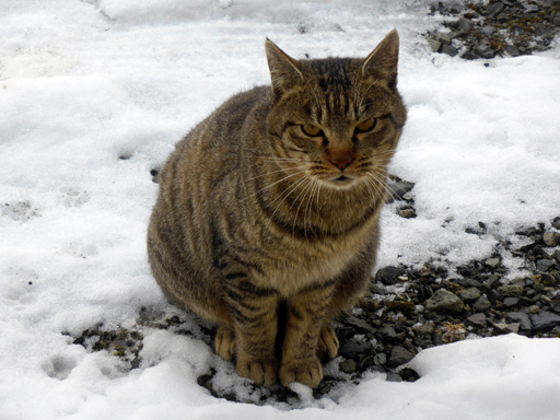 窓辺にやってくる猫たち_d0366590_17045415.jpg