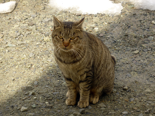 窓辺にやってくる猫たち_d0366590_17045419.jpg