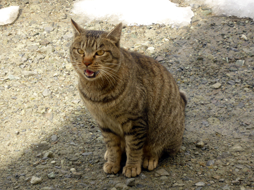 窓辺にやってくる猫たち_d0366590_17045429.jpg