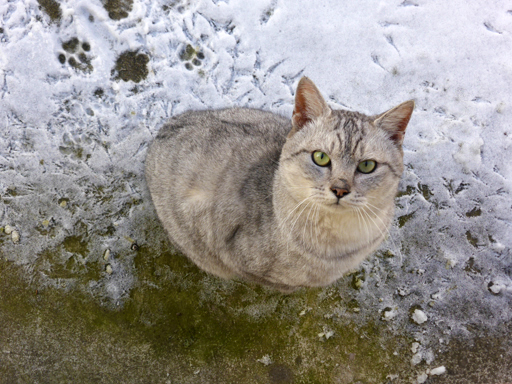 窓辺にやってくる猫たち_d0366590_18284578.jpg
