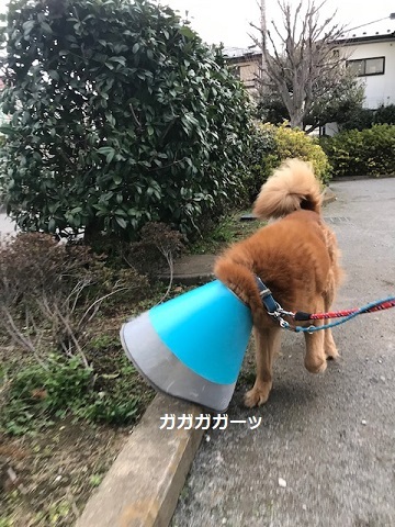チャアくんセンター出ました_f0242002_20084568.jpg