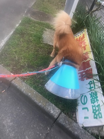 チャアくんセンター出ました_f0242002_20094727.jpg