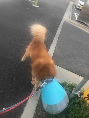 チャアくんセンター出ました_f0242002_20095495.jpg