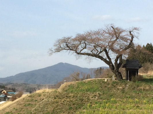 「あぶくま」ブランド・玄葉本店さんの地元で愛されている酒「小沢の桜」まもなく入荷_d0367608_00575777.jpg