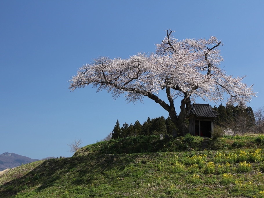 「あぶくま」ブランド・玄葉本店さんの地元で愛されている酒「小沢の桜」まもなく入荷_d0367608_00581580.jpg