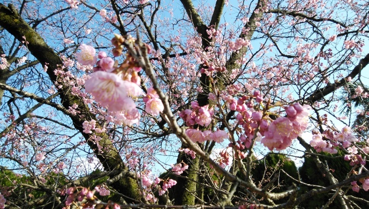 椿寒桜（西条市と松山日赤の正門前）…2020/2/22_f0231709_17400704.jpg