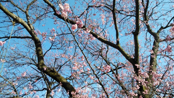 椿寒桜（西条市と松山日赤の正門前）…2020/2/22_f0231709_17402442.jpg