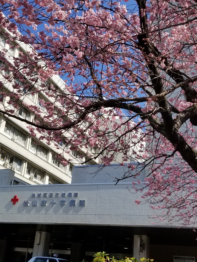 椿寒桜（西条市と松山日赤の正門前）…2020/2/22_f0231709_17461954.jpg