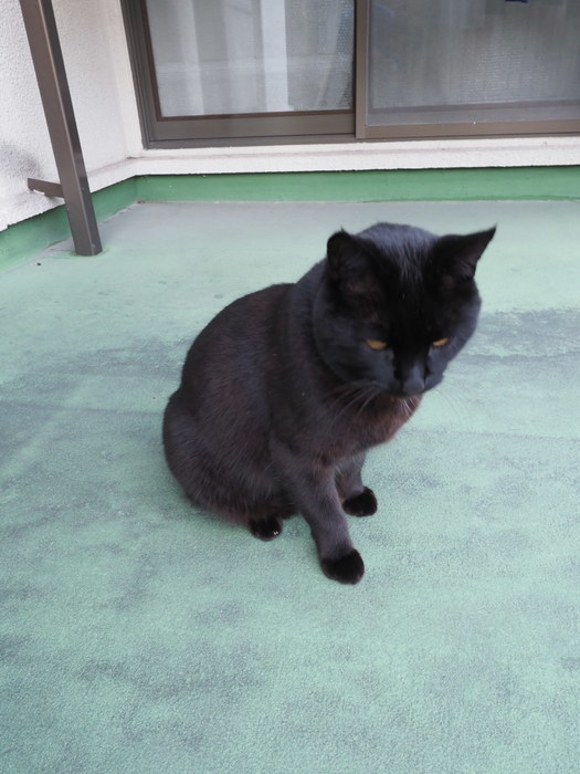 玄関とベランダの、くうちゃん_c0116915_22402257.jpg