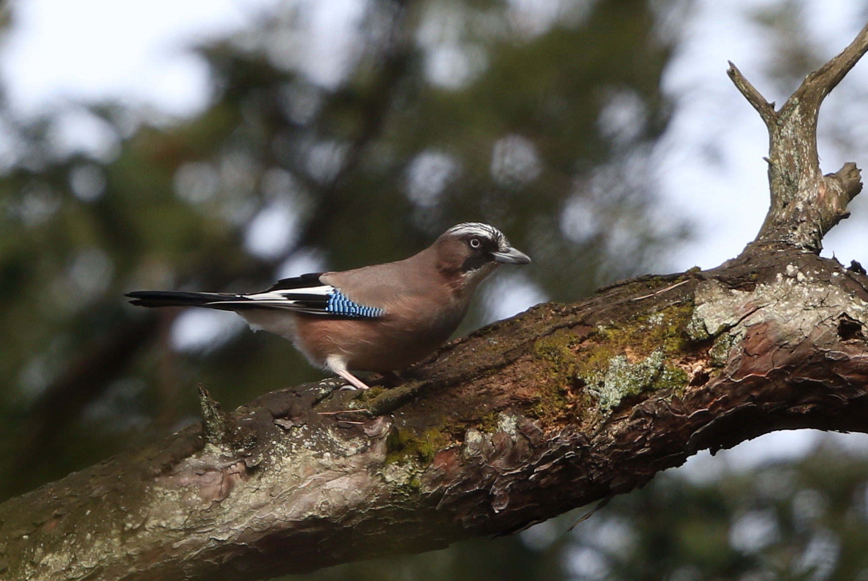 カケス 私の鳥撮り散歩 カケス 私の鳥撮り散歩
