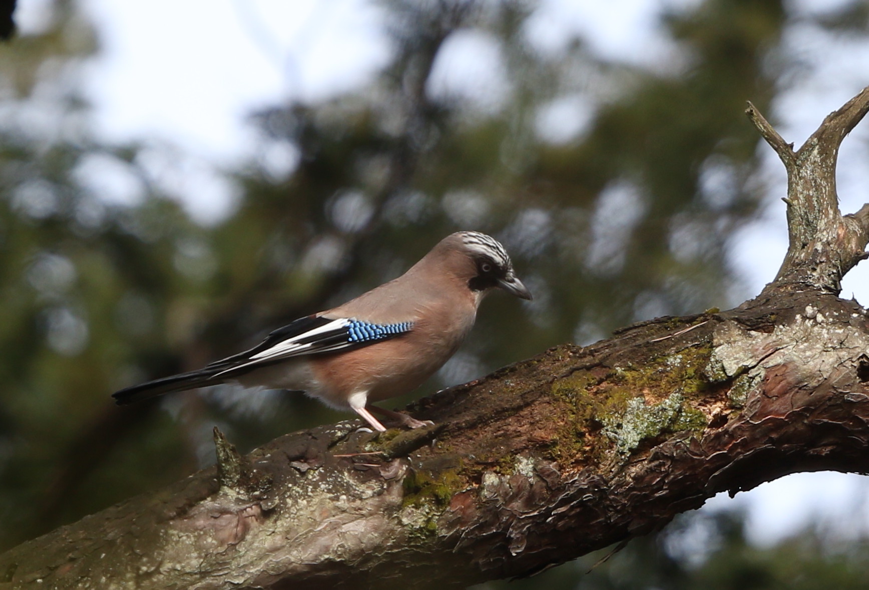 カケス 私の鳥撮り散歩 カケス 私の鳥撮り散歩