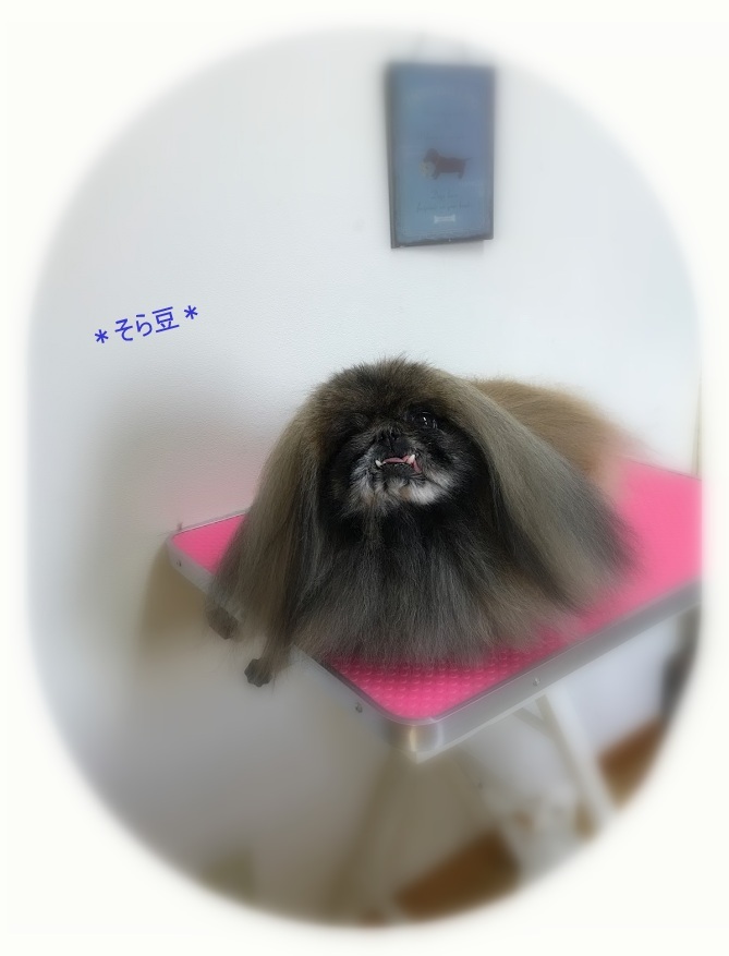 そら豆くん_a0315823_20194274.jpg