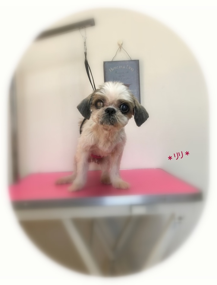 リリちゃん_a0315823_20195023.jpg