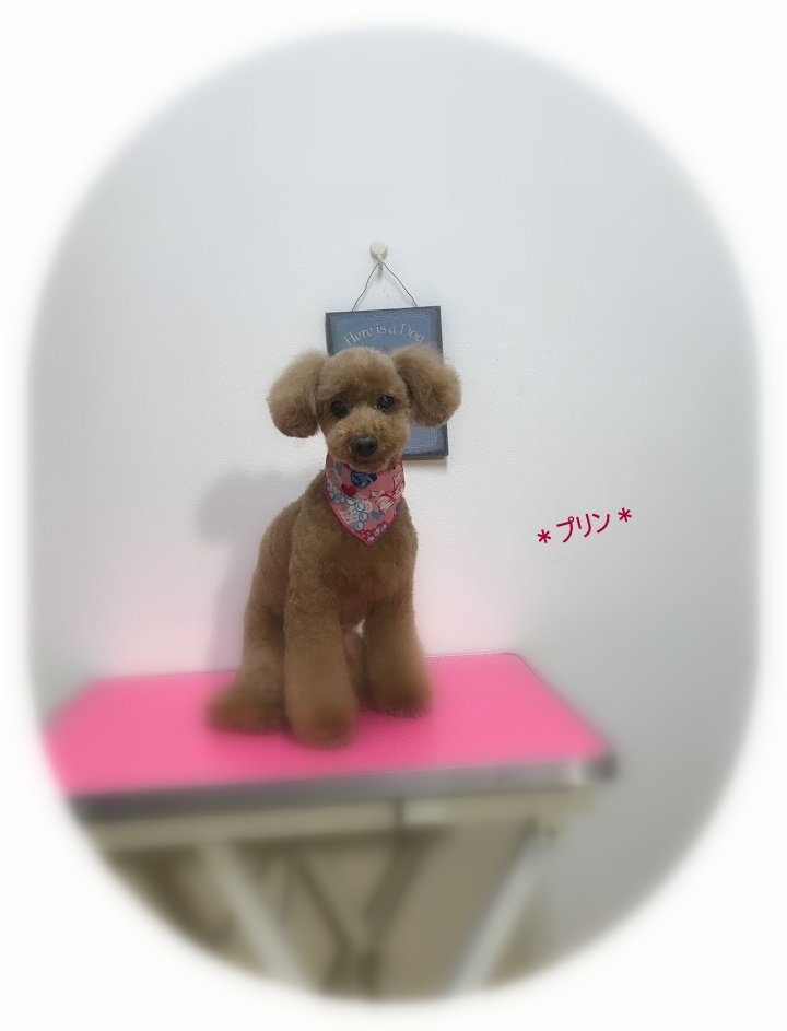 プリンちゃん&キャリーちゃん_a0315823_20200635.jpg