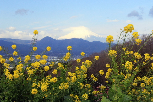 松田町からの桜富士山_d0240223_18174838.jpg