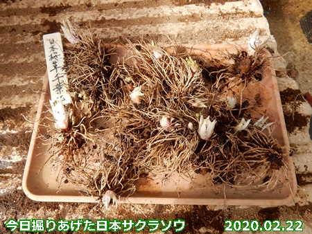 日本桜草の植え替え 最後の一品種 自然とともに生きる