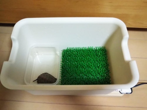 ニホンイシガメ 幼体飼育 備忘録 こっけの備忘録 ニホンイシガメ 幼体飼育 備忘録 こっけの備忘録