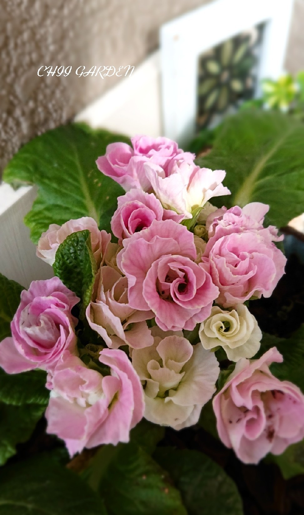 「ZEPPIN」より花束を……在りし日の思い出とバラ咲きジュリアン_a0396340_20114106.jpg