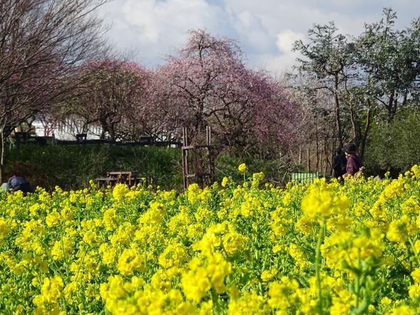 和泉リサイクル環境公園の菜の花_b0299042_20220161.jpg