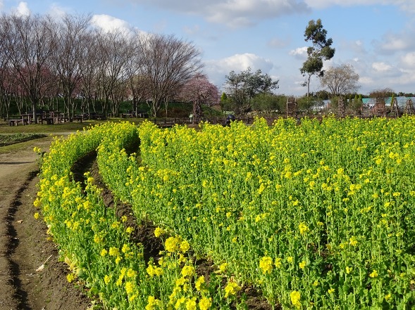 和泉リサイクル環境公園の菜の花_b0299042_20220648.jpg