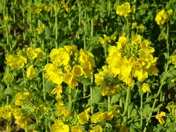 和泉リサイクル環境公園の菜の花_b0299042_20222378.jpg