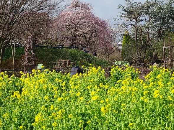 和泉リサイクル環境公園の菜の花_b0299042_20223073.jpg