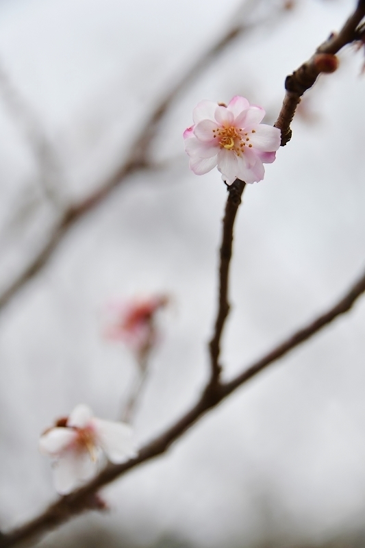 桜咲く_b0314043_09201807.jpg