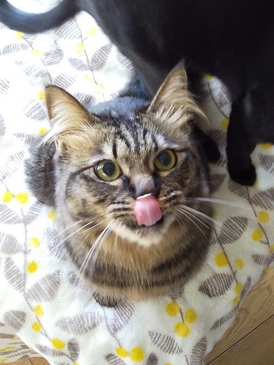 今日は猫の日♪　最近読んだ猫の本_d0319943_07573781.jpg