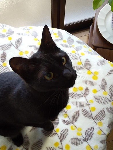 今日は猫の日♪　最近読んだ猫の本_d0319943_07574744.jpg