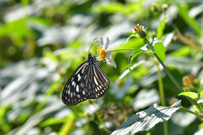 吸蜜するリュウキュウアサギマダラ_d0149245_23122340.jpg