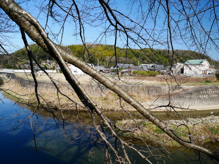 　　桜の大木にもヤドリギ　　２０２０-０２-２３　００：００_b0093754_22404549.jpg