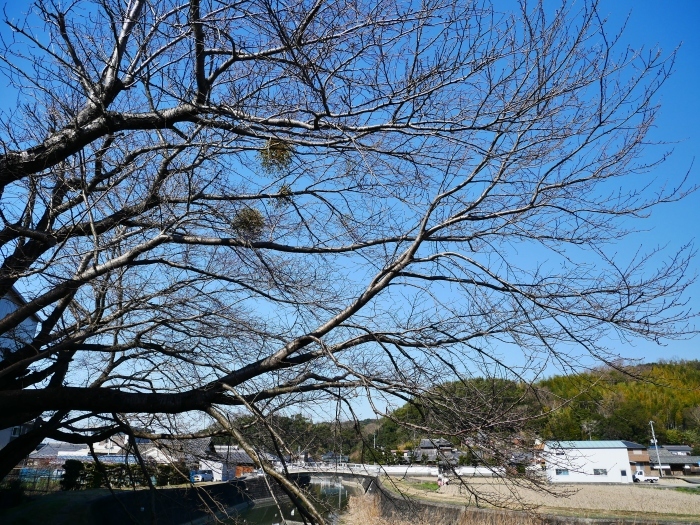 　　桜の大木にもヤドリギ　　２０２０-０２-２３　００：００_b0093754_22412067.jpg