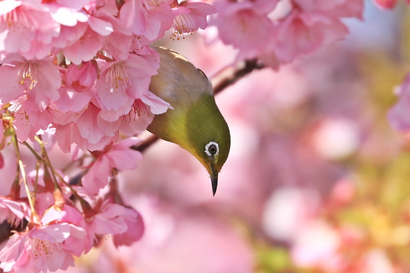 満開の河津桜deサクジロー祭り･1♪_a0167759_16355958.jpg