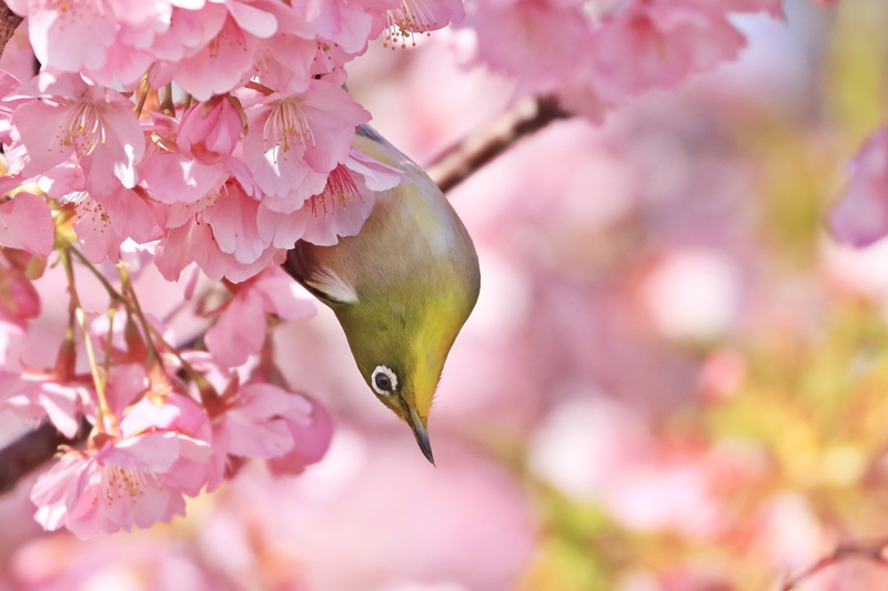 満開の河津桜deサクジロー祭り･1♪_a0167759_16365523.jpg