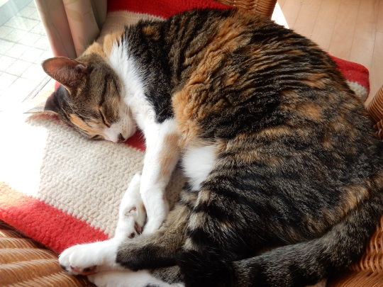 ’20,2,22(土)ニャンニャンニャンと猫の日です!_f0060461_10521591.jpg